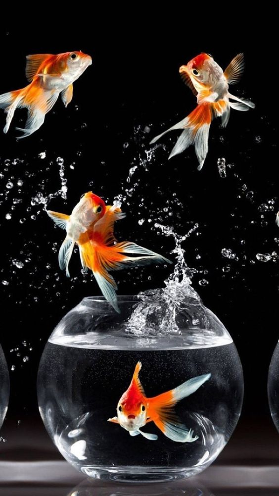 Hình Ảnh Cá Chép Siêu Đẹp 3D Sống Động Nhất