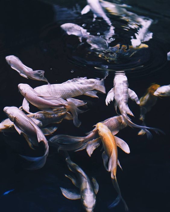 250+ Hình Nền Cá 3D Đẹp Sinh Động Nhất Thế Giới Thủy Sinh