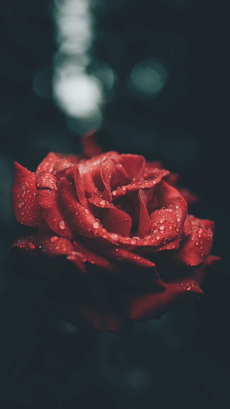 Hình nền hoa hồng đẹp cho điện thoại iPhone, Android
