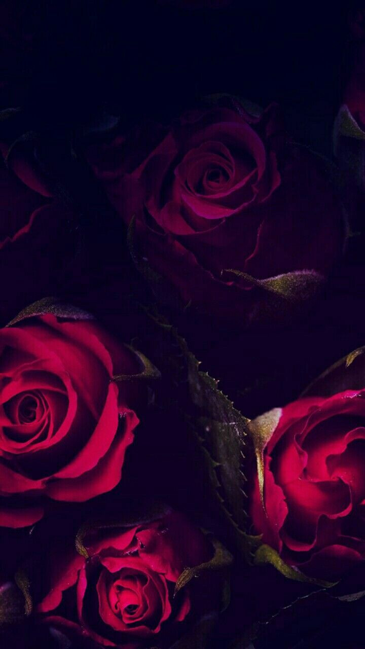 Hoa hồng luôn là biểu tượng của tình yêu và sự tươi tắn. Với hình nền hoa hồng đẹp, bạn sẽ được chiêm ngưỡng những bông hoa tuyệt đẹp và cảm nhận được sức sống rực rỡ của chúng. Đừng ngần ngại để mắt đến bức ảnh này nhé!