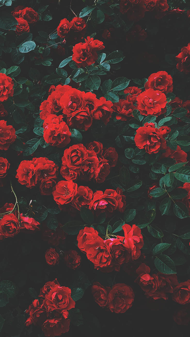 Top 50 hình ảnh hoa hồng tuyệt đẹp chất lượng HD  Hà Nội Spirit Of Place