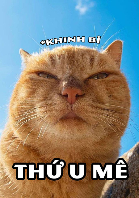 Hình ảnh meme cute hài hước hình mèo chế khó đỡ