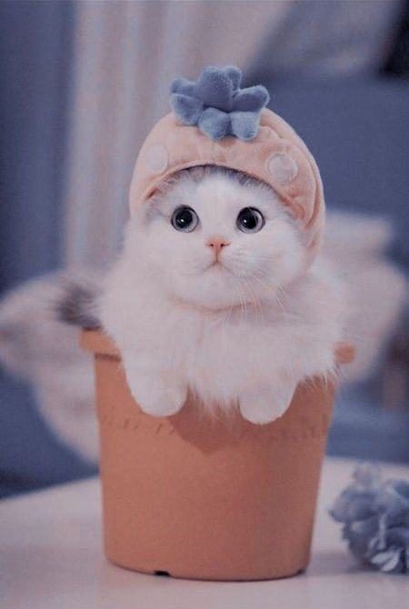 Ảnh Mèo Cute Dễ Thương Làm Tan Chảy Bao Trái Tim Yêu Pet