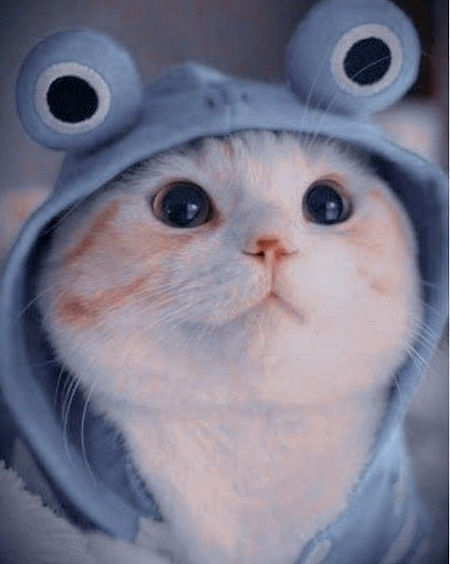 Tổng Hợp 95+ Về Avatar Ngộ Nghĩnh Ảnh Mèo Cute - Headenglish.Edu.Vn