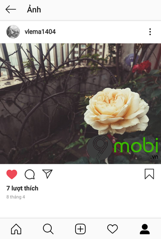 see vietnamese post you like on instagram